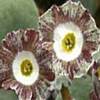 Auricula Mersey Tiger - Abriachan Nurseries